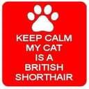 Mr Raja